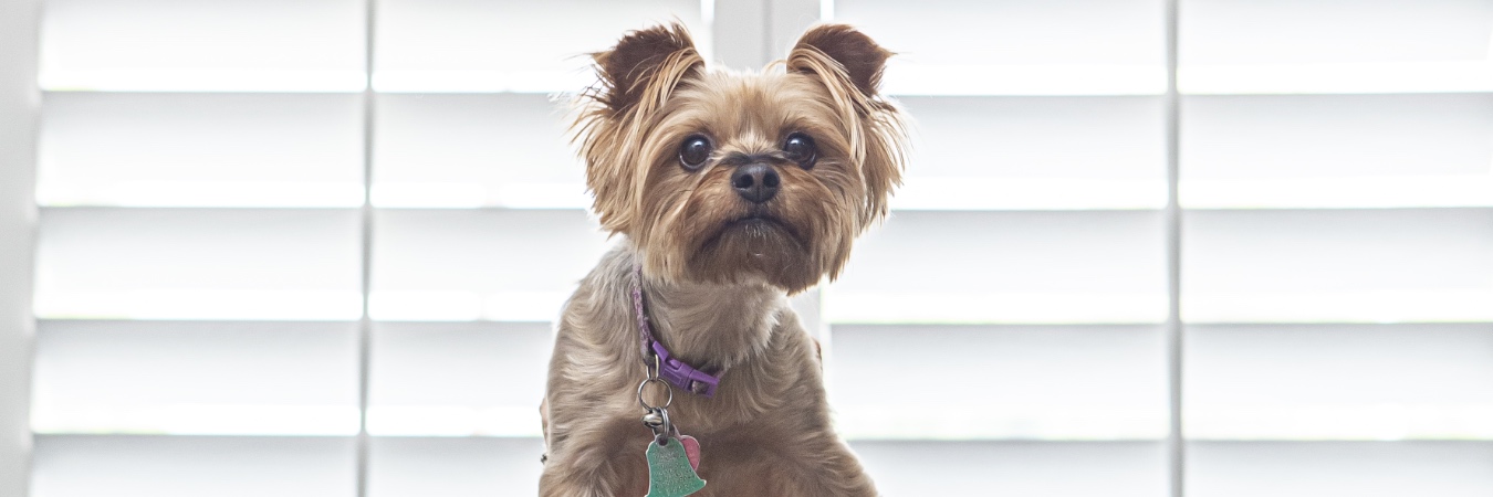 Dog in front of interior shutters in Atlanta